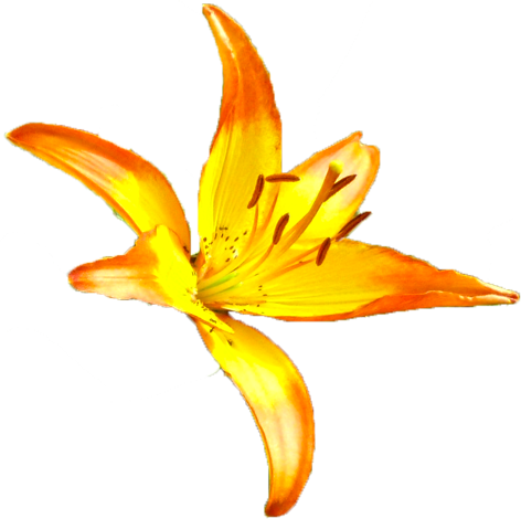 ユリ（黄）の花の切抜き画像1