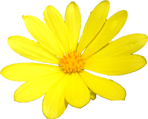 ユリオプスデージーの花の切抜き画像1