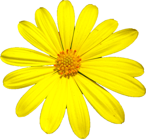 ユリオプスデージーの花の切抜き画像2