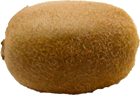 キウイフルーツの切抜き画像2