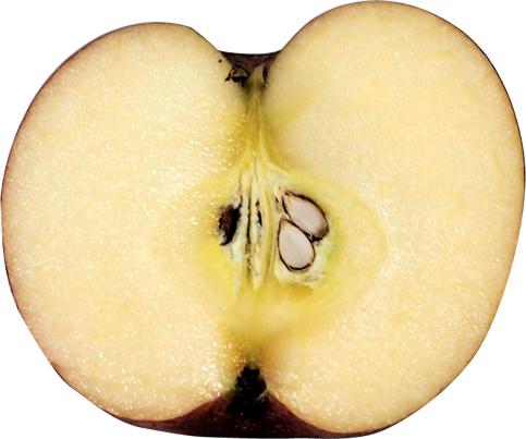 カットしたリンゴの切抜き画像1