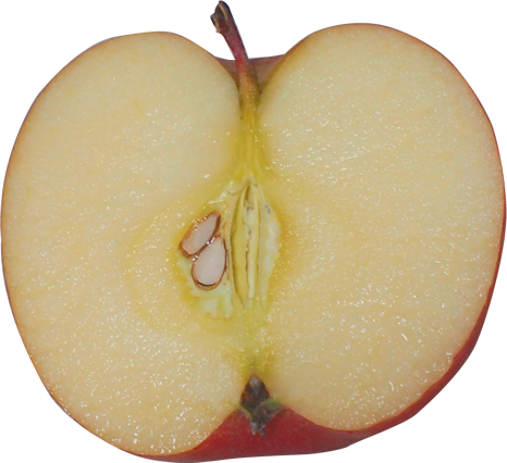 カットしたリンゴの切抜き画像2
