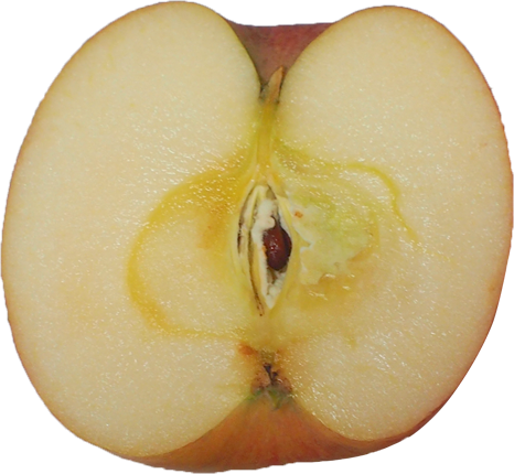 カットしたリンゴの切抜き画像3