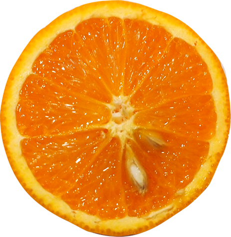 バレンシアオレンジの切抜き画像6