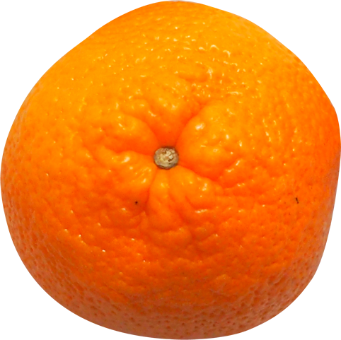 バレンシアオレンジの切抜き画像10