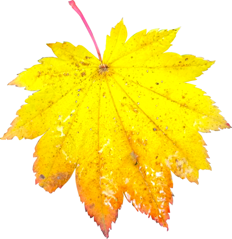 ハウチワカエデの落ち葉の切抜き画像1