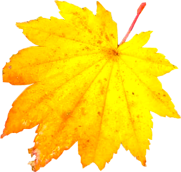 ハウチワカエデの落ち葉の切抜き画像2