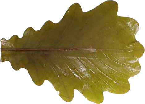 柏の葉の切抜き画像1