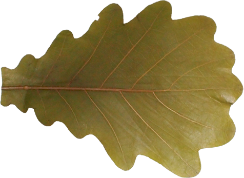 柏の葉の切抜き画像2