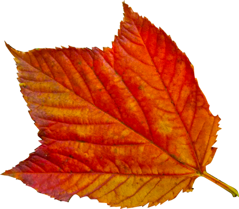 ウリハダカエデの落ち葉の切抜き画像1