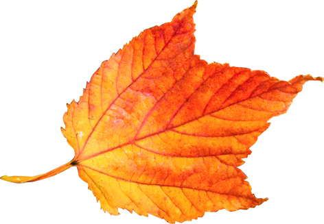ウリハダカエデの落ち葉の切抜き画像2