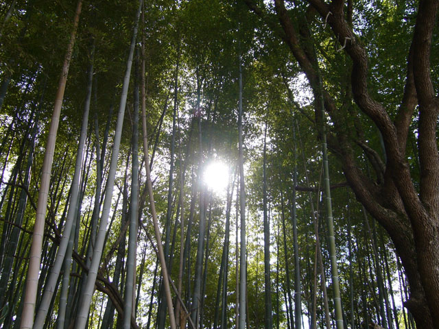 竹林の写真画像1