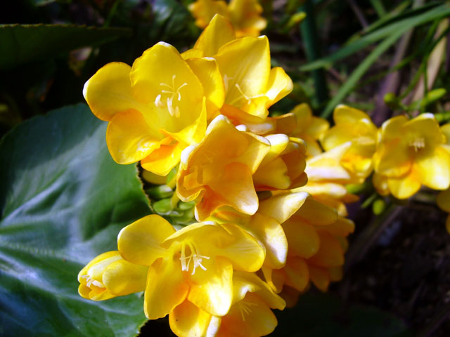フリージアの花 １ フリー写真素材 Photo Pot