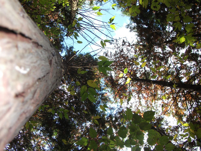 見上げる樹木の写真画像