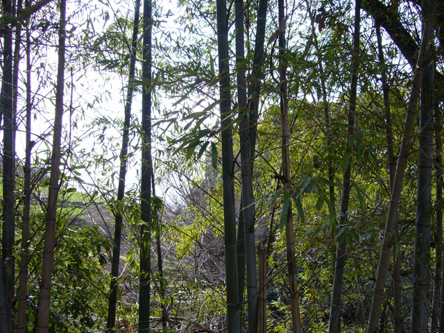 竹林の写真画像5