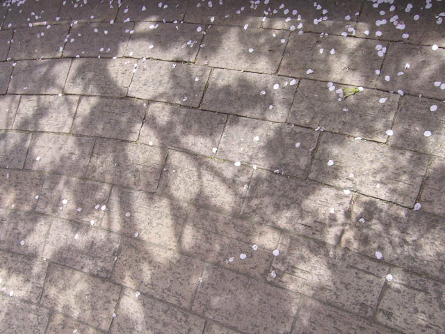 桜の影の写真画像