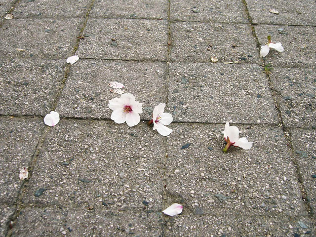 桜散るの写真画像