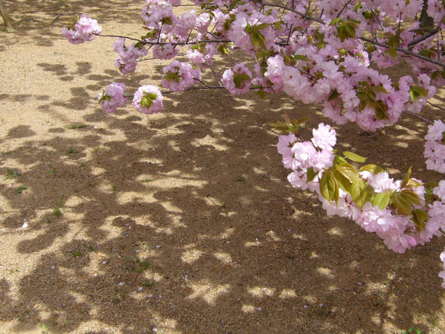 桜の影の写真画像