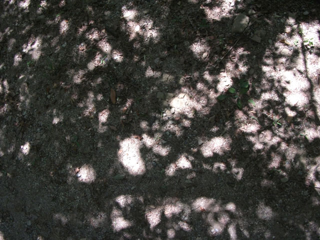 木陰の写真画像