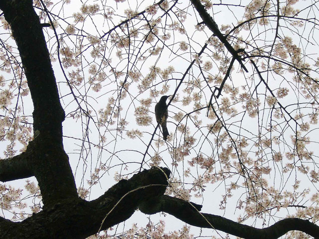 鳥と桜との写真画像