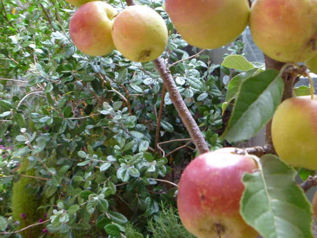 ヒメリンゴの写真画像