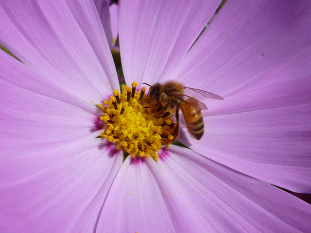 ハチの写真画像
