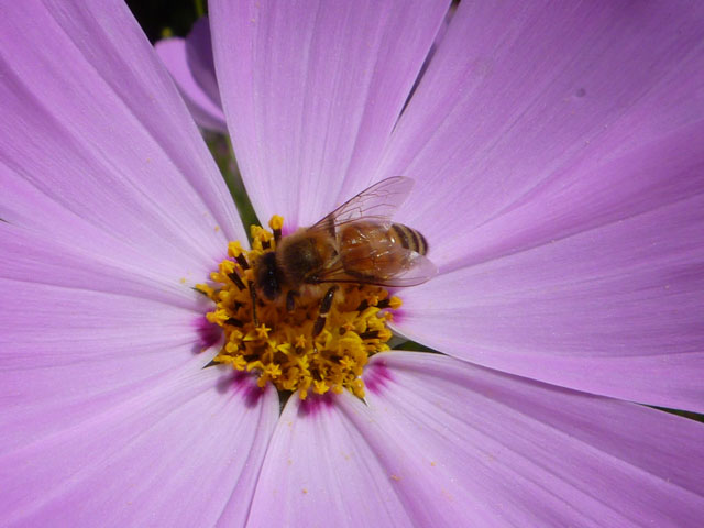 ハチの写真画像