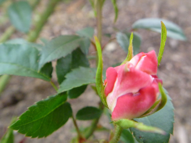バラのつぼみの写真画像