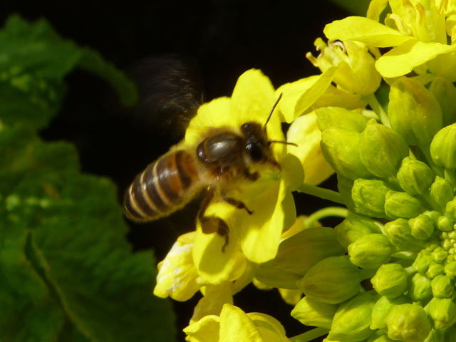 ミツバチの写真画像2