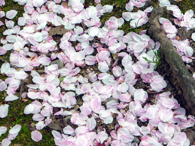 桜散るの写真画像