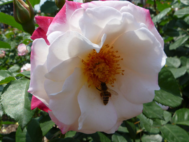 バラとミツバチの写真画像4