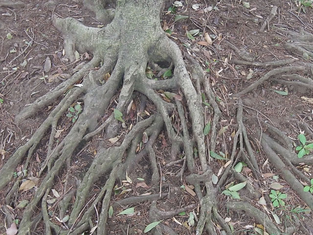 木の根っこの写真画像