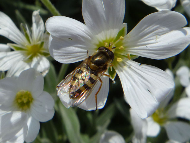 ミツバチの写真画像3