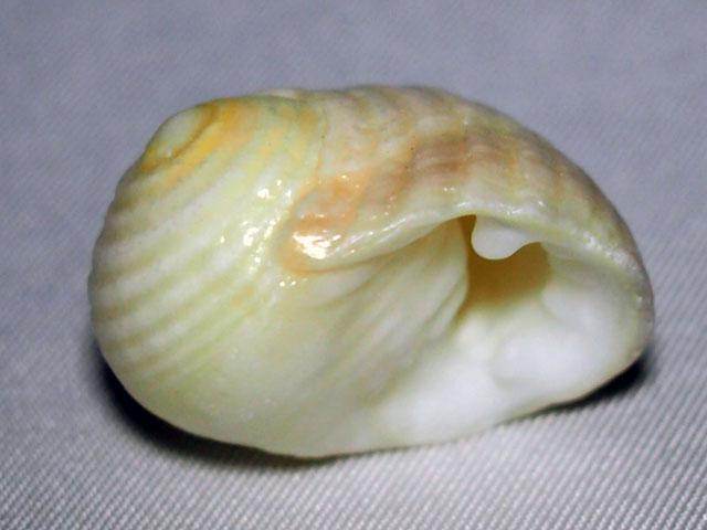 貝殻の写真画像