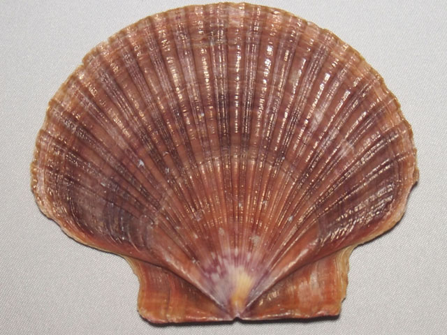 貝殻の写真画像