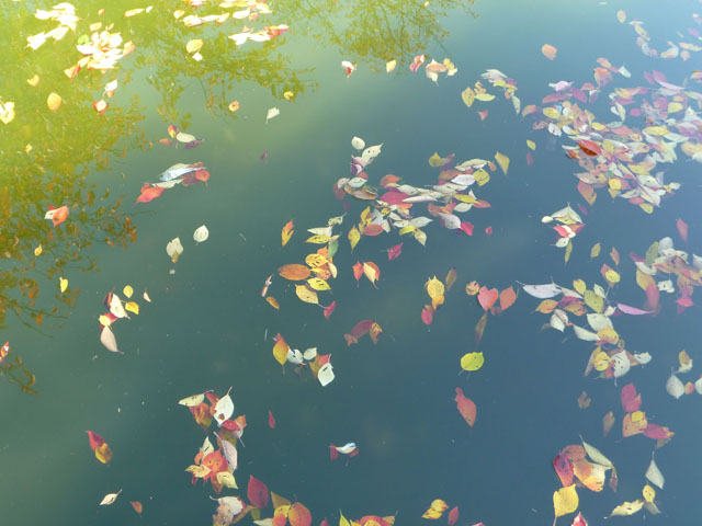 水面に浮かぶ落ち葉の写真画像