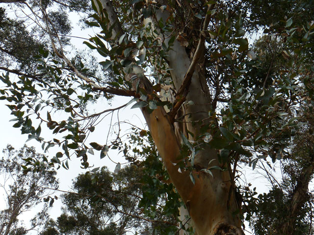 ユーカリの木の写真画像