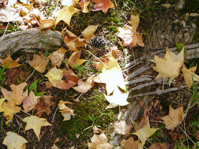モミジバフウの落ち葉の写真画像