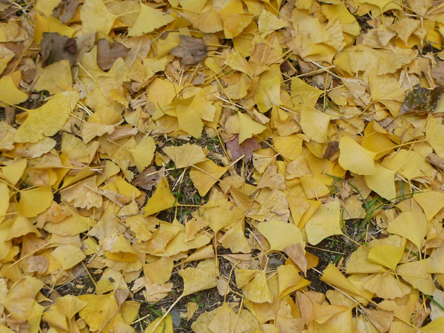 イチョウの落ち葉 １ フリー写真素材 Photo Pot