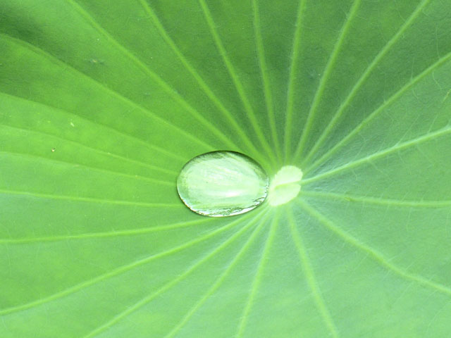 ハスの葉の水滴の写真画像