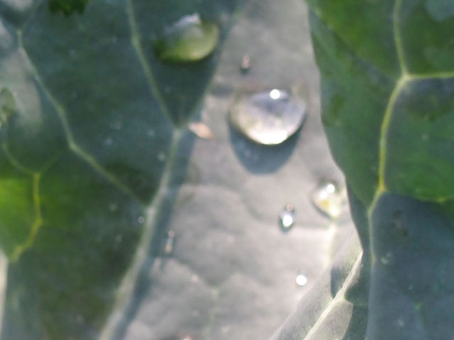 水滴の写真画像