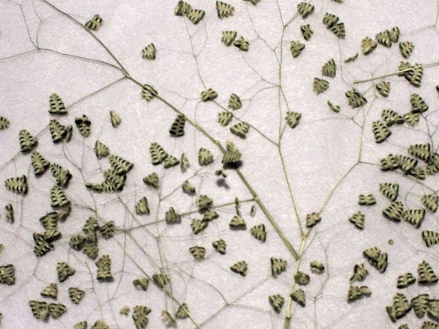 ヒメコバンソウの押し花の写真画像