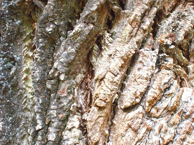 ハリギリの樹皮の写真画像