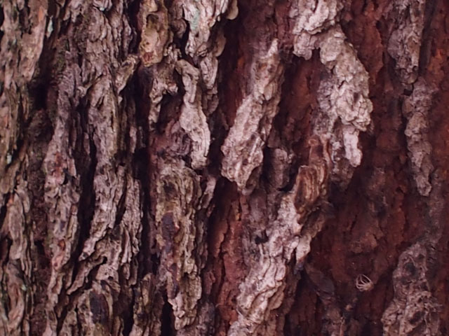 ヒマラヤスギの樹皮の写真画像