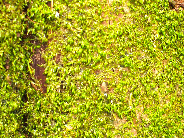 メタセコイアの樹皮の写真画像
