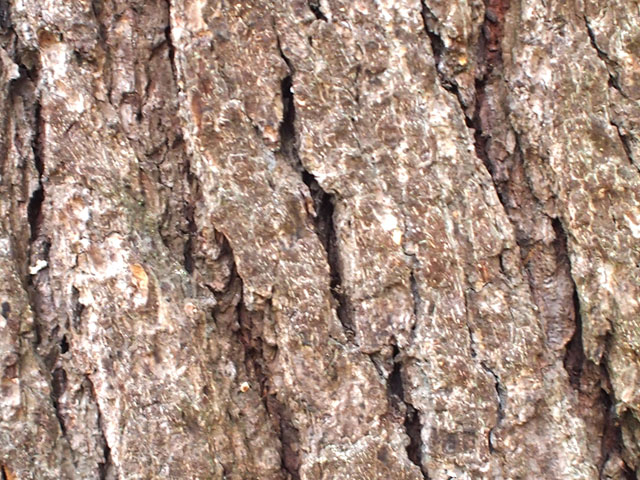 ヒマラヤシーダーの樹皮の写真画像