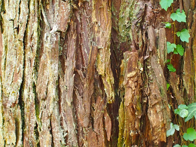 スギの樹皮の写真画像