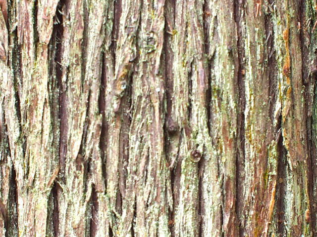 スギの樹皮の写真画像