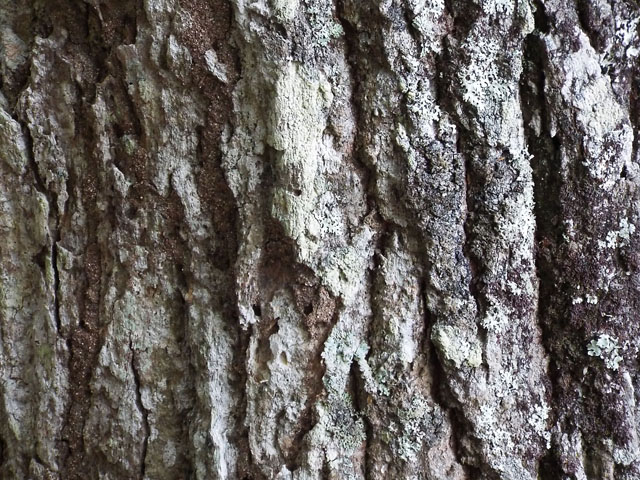 コナラの樹皮の写真画像