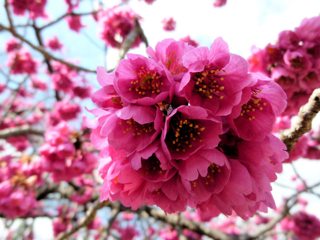 カンヒザクラの花 ４ フリー写真素材 Photo Pot